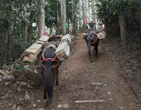 石景山区马帮工程运输