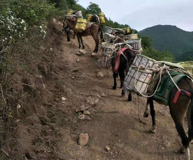 石景山区马队运输电话